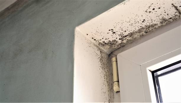 Best Commercial Mold Inspection  in North East, MD